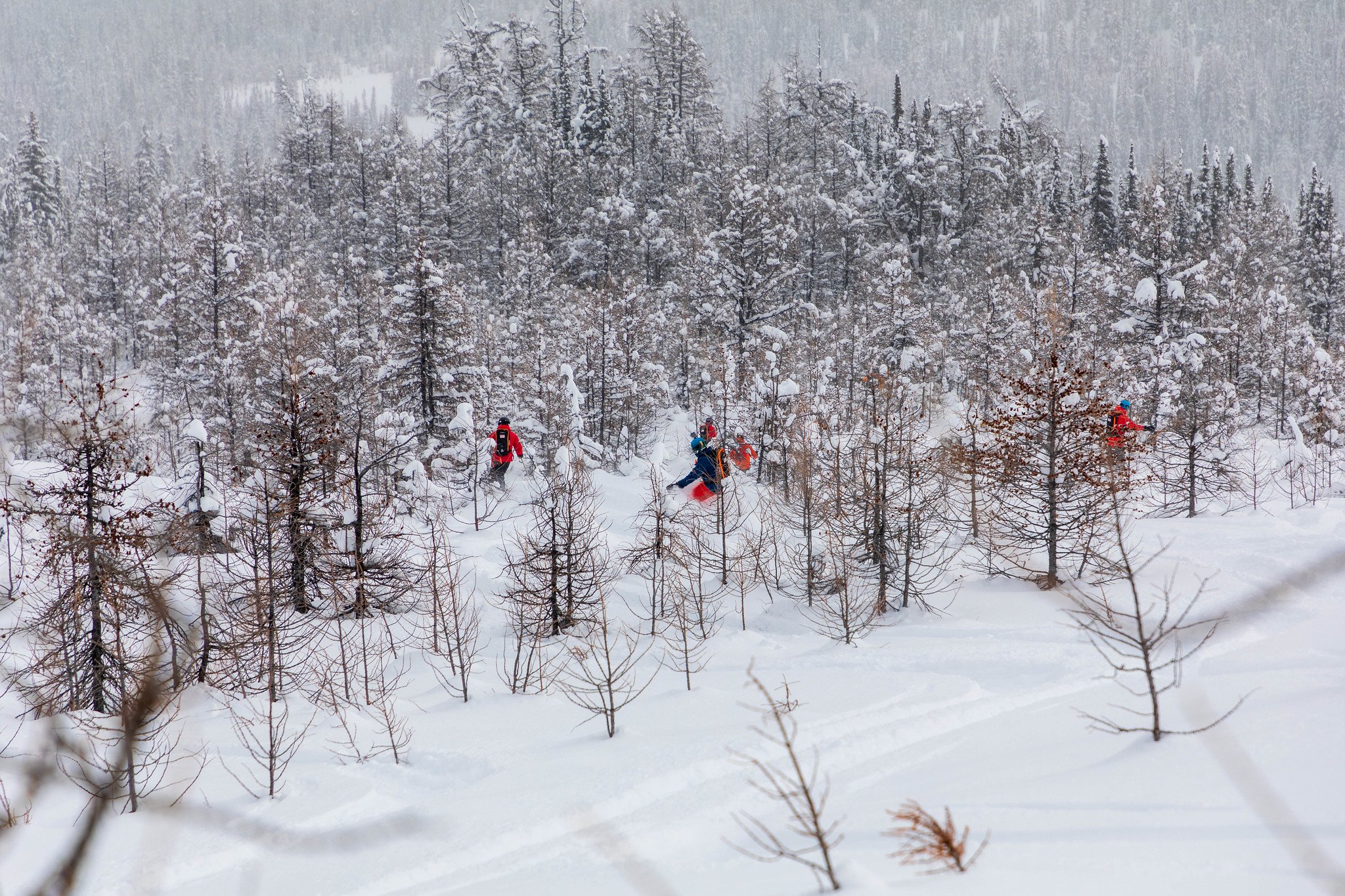 Ski en forêt très dense